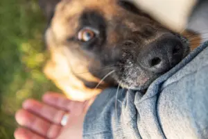 Why Choose an Austin Dog Bites Lawyer at Campos Law Group?