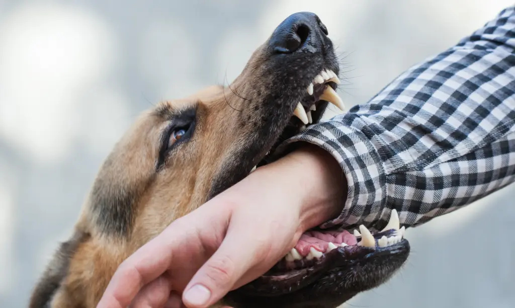 A dog biting a man's arm.