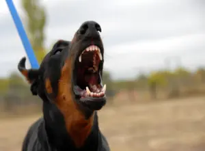 A snarling Doberman dog.