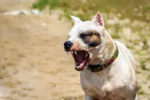 How Much Is My Austin Dog Bite Case Worth?