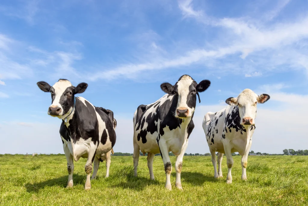 Three cows in a field.