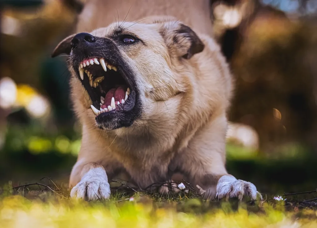 A dog barking.
