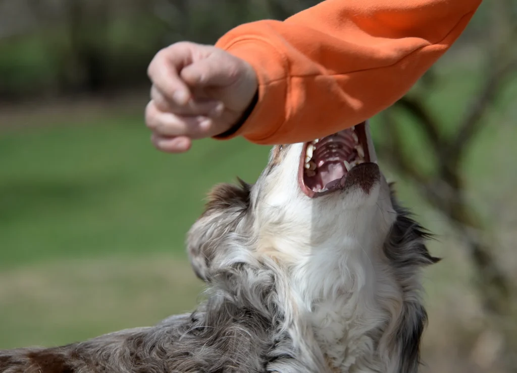 A dog biting at a man's sleeve.